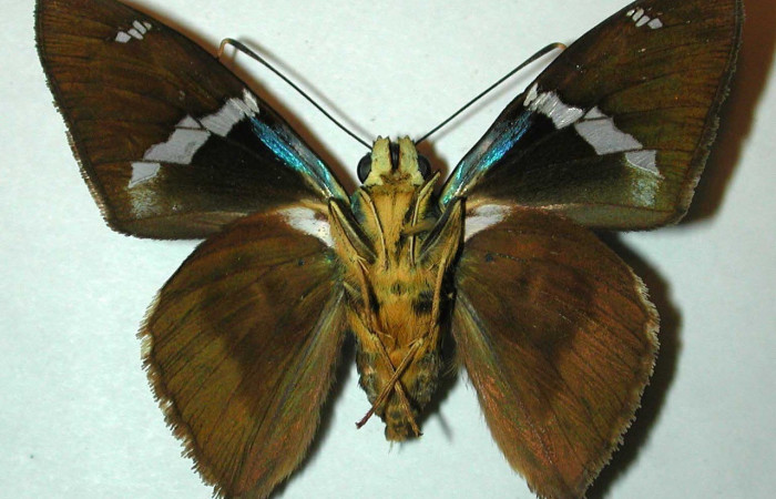 Figura 17. Adulto <i>Astraptes viracocha</i> (Hesperiidae), posición vista ventral (macho). (97-SRNP-1050-DHJ31474).