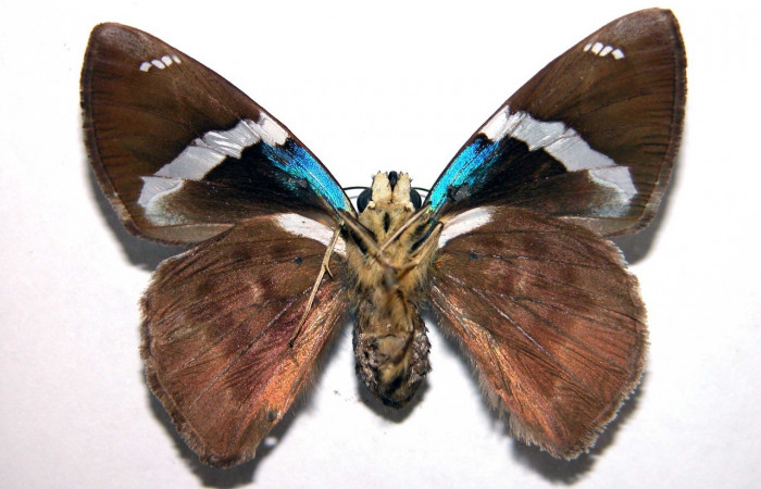 Figura 19. Adulto <i>Astraptes viracocha</i> (Hesperiidae), posición vista ventral (hembra). (02-SRNP-8165-DHJ90287).