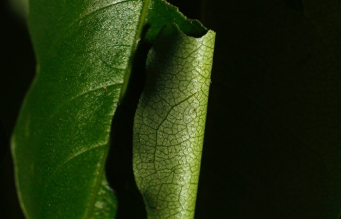 Figura 1. Posición casita <i>Astraptes viracocha</i> (Hesperiidae). Sector Cacao, Sendero Arenales, (elevación 1080 metros). Colectada 31 octubre 2013. (13-SRNP-36416-DHJ801620.jpg).