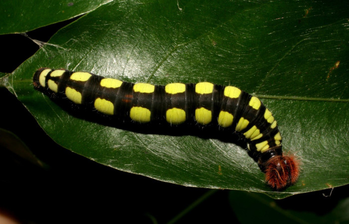 Figura 20. Posición dorsal entero <i>Astraptes viracocha</i> (Hesperiidae). Sector Cacao, Sendero Derrumbe, (elevación 1220 metros). Colectada 9 mayo 2007. (07-SRNP-35892-DHJ421817.jpg).