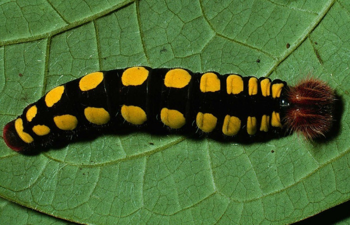 Figura 21. Posición dorsal entero <i>Astraptes synecdoche</i> (Hesperiidae). Sector San Cristobal, Río Blanco Abajo, (elevación 500 metros). Colectada 7 octubre 2002. (02-SRNP-19584-DHJ69996.jpg).