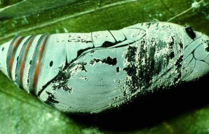 Figura 22. Pupa <i>Astraptes viracocha</i>, (Hesperiidae), lateral entero, Sector Cacao, Sendero Circular, (elevación 1185 metros). 27 febrero 1997. (97-SRNP-722-DHJ40329.jpg).