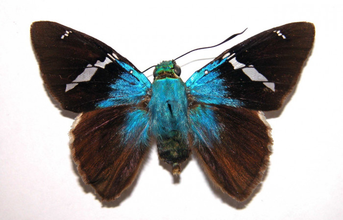 Figura 24. Pupa <i>Astraptes synecdoche</i>, (Hesperiidae), dorsal entero, Sector Cacao, Sendero Nayo, (elevación 1090 metros). 28 febrero 2015. (15-SRNP-35088-DHJ709104.jpg).