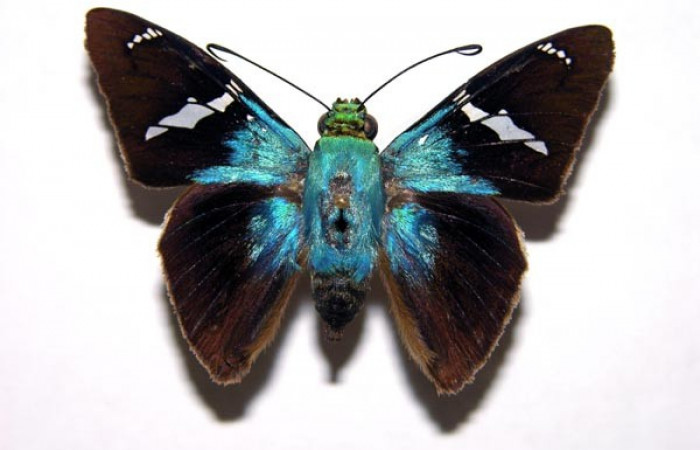 Figura 25. Adulto <i>Astraptes synecdoche</i> (Hesperiidae), posición vista dorsal (macho). (00-SRNP-20862-DHJ93030).