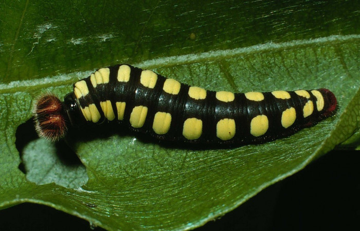 Figura 2. Posición dorsal <i>Astraptes viracocha</i> (Hesperiidae). Sector Cacao, Sendero Circular, (elevación 1185 metros). Colectada 17 octubre 2002. (02-SRNP-24219-DHJ70694.jpg).