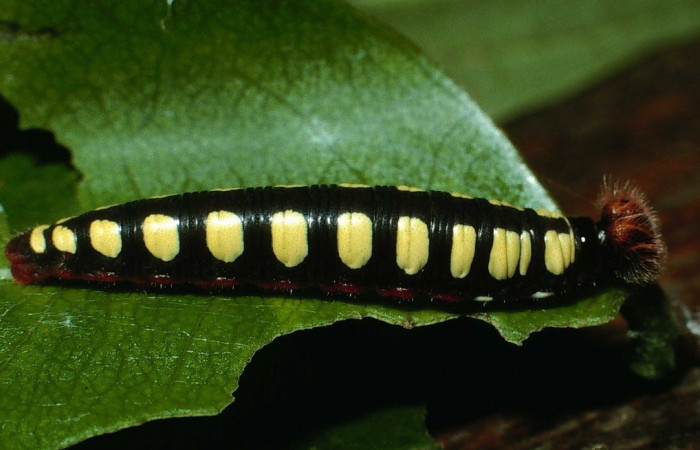 Figura 3. Posición lateral <i>Astraptes viracocha</i> (Hesperiidae). Sector Cacao, Sendero Circular, (elevación 1185 metros). Colectada 17 octubre 2002. (02-SRNP-24219-DHJ70693.jpg).