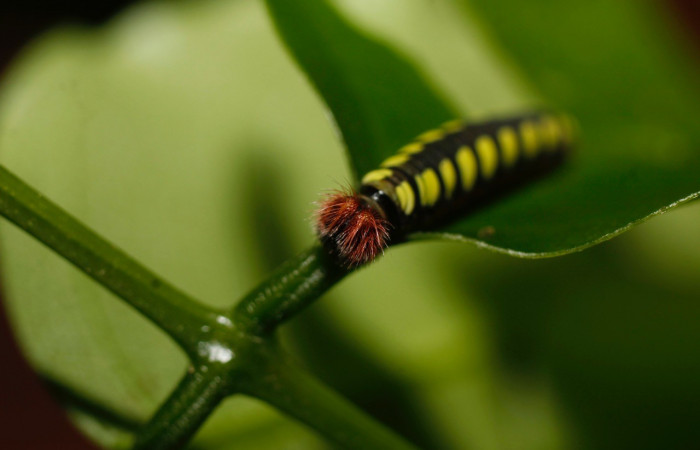 Figura 4. Posición cabeza <i>Astraptes viracocha</i> (Hesperiidae). Sector Cacao, Sendero Arenales, (elevación 1185 metros). Colectada 31 octubre 2013. (13-SRNP-36416-DHJ801624.jpg).