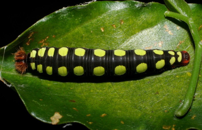 Figura 6. Posición dorsal <i>Astraptes viracocha</i> (Hesperiidae). Sector Cacao, Sendero Arenales, (elevación 1080 metros). Colectada 22 octubre 2008. (08-SRNP-37302-DHJ449421.jpg).