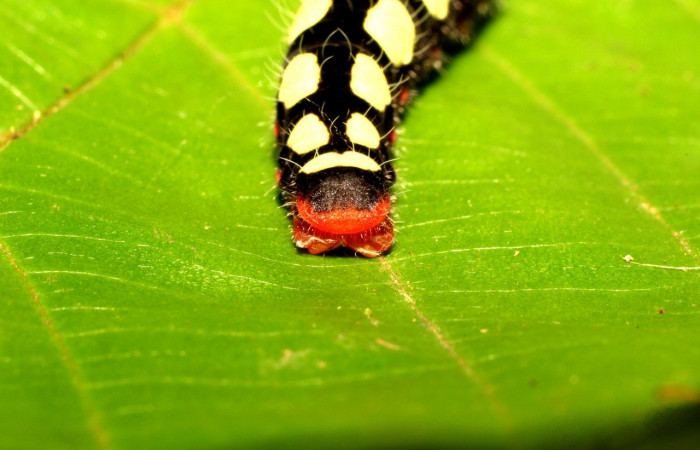 Figura 9. Posición parte posterior <i>Astraptes viracocha</i> (Hesperiidae). Sector Cacao, Cerro Pedregal, (elevación 1080 metros). Colectada 29 junio 2017. (17-SRNP-35421-DHJ734662.jpg).