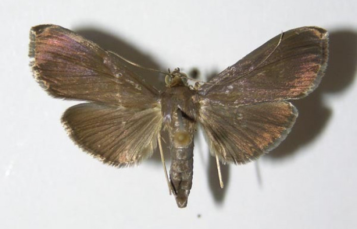 Figura 16. Adulto hembra de <i>Phostria truncatalis</i> (Crambidae), vista dorsal. Voucher 00-SRNP-15414-DHJ331964.jpg.