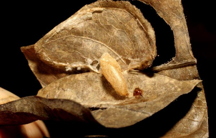 Figura 11. Capullo de parásito de <i>Phostria truncatalis</i> (Crambidae), familia (Braconidae) de la epecie <i>Alabagrus latreillei</i>. Voucher
04-SRNP-24703-DHJ412090.jpg.