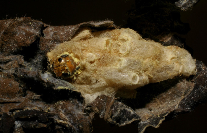 Figura 10. Capullo de parásito de <i>Phostria temira</i>  (Crambidae). de la familia (Braconidae) de la especie <i>Hypomicrogaster</i> Whitfield26  06-SRNP-41293-DHJ420854.jpg.