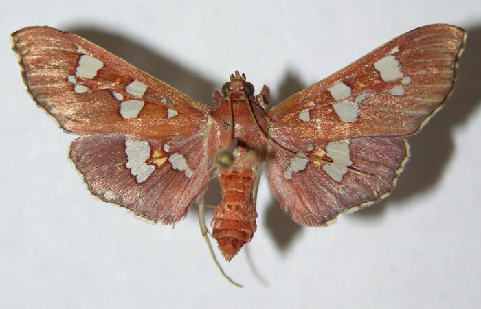 Figura 12. Adulto hembra de <i>Phostria temira</i>  (Crambidae) vista dorsal. Voucher 06-SRNP-41295-DHJ345996.jpg.