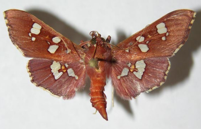 Figura 14. Adulto macho de <i>Phostria temira</i>  (Crambidae) vista dorsal. Voucher 06-SRNP-41304-DHJ345992.jpg.