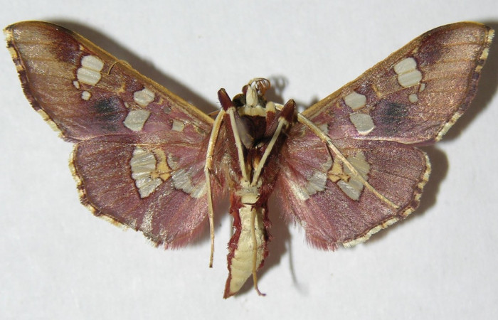 Figura 15. Adulto macho de <i>Phostria temira</i>  (Crambidae) vista ventral. Voucher 06-SRNP-41304-DHJ345993.jpg.