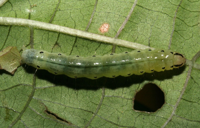 Figura 2. Larva en último estadio de <i>Phostria temira</i>  (Crambidae), posición dorsal. Estación Llanura. Voucher 09-SRNP-75525-DHJ467047.jpg.