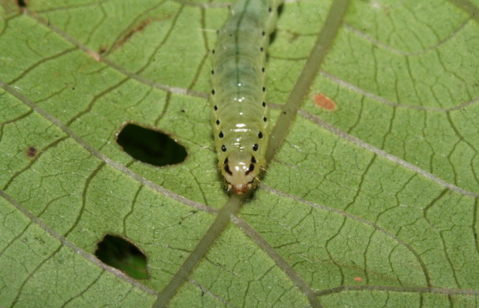Figura 6. Larva en último estadio de <i>Phostria temira</i>  (Crambidae), posición frontal. Estación Llanura. Voucher 09-SRNP-75525-DHJ467049.jpg.