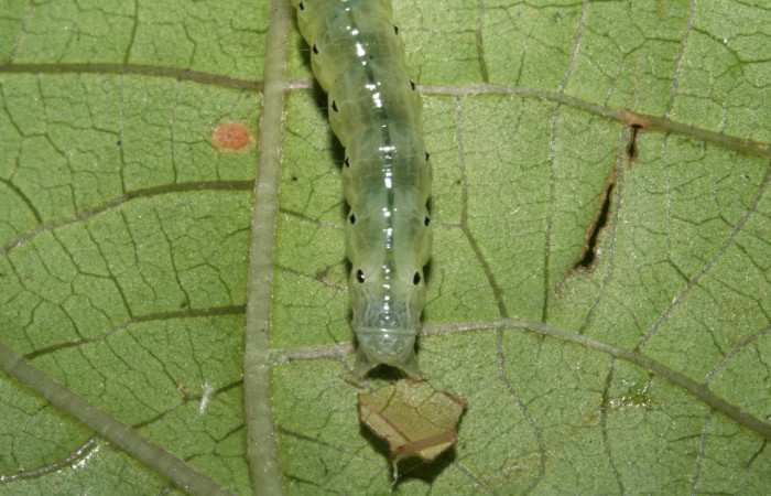 Figura 8. Larva en último estadio de <i>Phostria temira</i>  (Crambidae), posición frontal. Estación Llanura. Voucher 09-SRNP-75525-DHJ467050.jpg.
