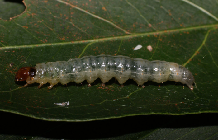 Figura 5. <i>Phostria truncatalis</i> (Crambidae), último estadio, posición lateral. Estación La Perla, Quebrada Tibio Perla. Voucher 19-SRNP-57543-DHJ712748.jpg.