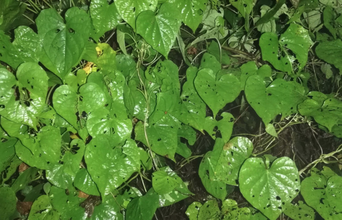 Figura 17. Planta hospedera de <i>Phostria truncatalis</i> (Crambidae)
(Convolvulaceae) <i>Ipomoea batatas</i>, Sendero Huerta. Foto. Gloria Sihezar. 8jul2021.