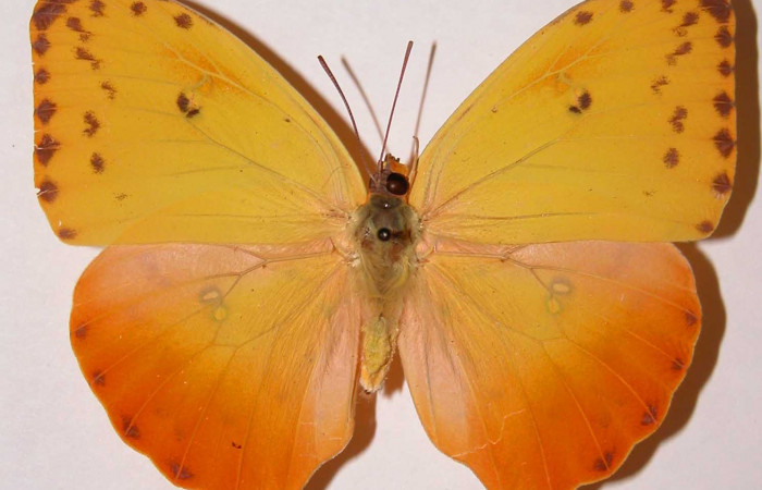 Fig. 21. Adulto de <i>Phoebis philea</i> (Pieridae). Voucher: 79-SRNP-398-DHJ34558.jpg