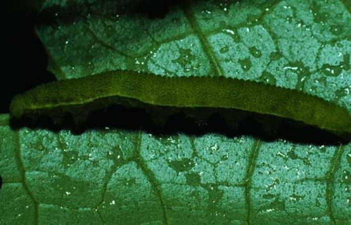 Fig. 3. Vista lateral y dorsal de <i>Phoebis statira</i> (Pieridae). Voucher: 81-SRNP-72-DHJ1741.jpg