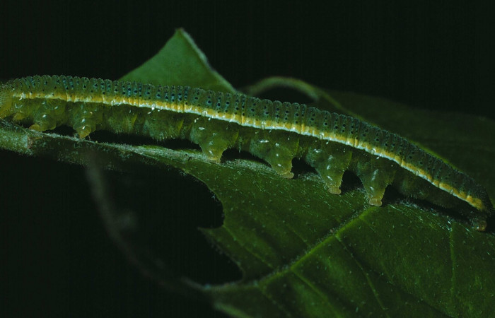 Fig. 1. Vista lateral de <i>Phoebis statira</i> (Pieridae). Voucher: 83-SRNP-675-DHJ5540.jpg