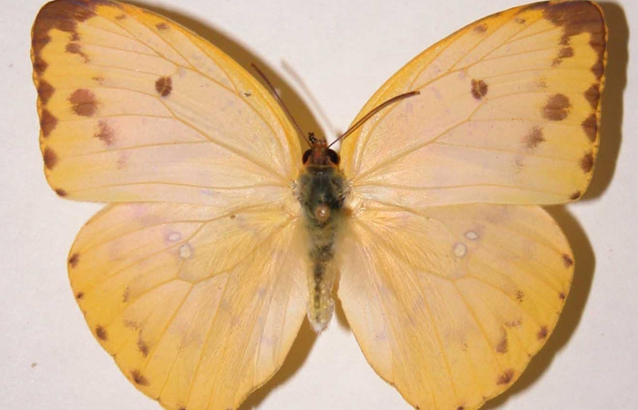 Fig. 24. Adulto <i>Phoebis</i> arganteDHJ01 (Pieridae). Voucher: 91-SRNP-437- DHJ34568.jpg.