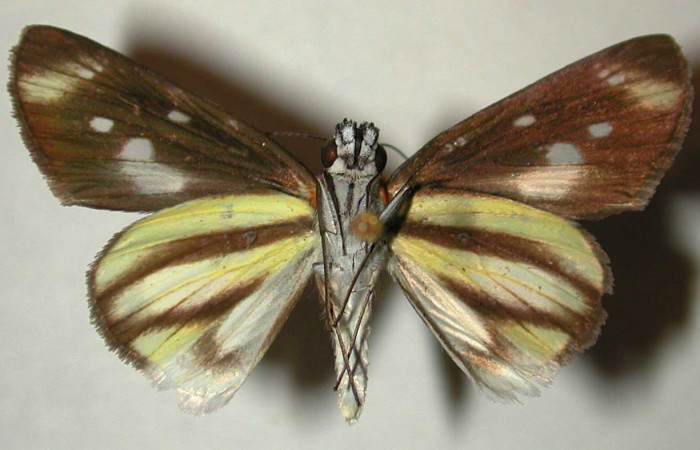 Figura 20. Adulto (hembra) <i>Vettius fantasos</i> (Hesperiidae). (00- SRNP-3215-DHJ32965).