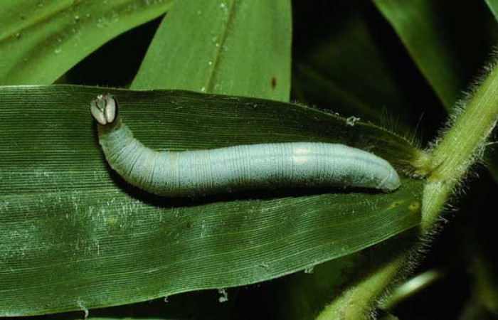 Figura 17. Detalle dorsal <i>Vettius aurelius</i> (Hesperiidae). (02- SRNP-14945-DHJ68282).