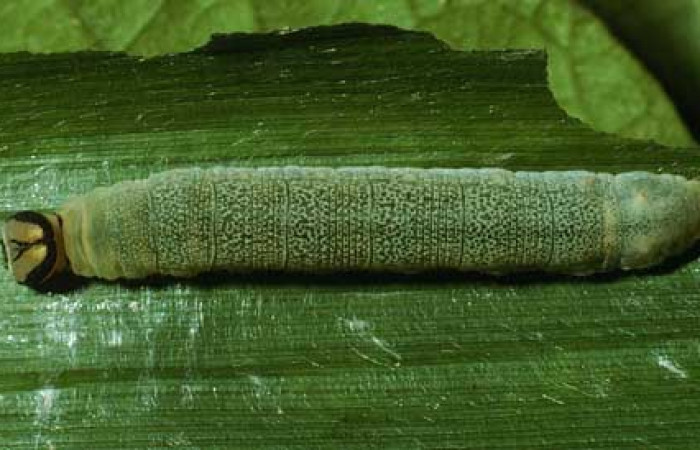 Figura 11. Prepupa <i>Vettius</i> picaDHJ01, (Hesperiidae). (02-SRNP-28698-DHJ69500).