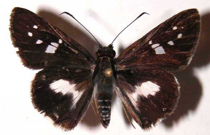 Figura 9. Adulto (hembra) <i>Vettius pica</i> (Hesperiidae). (03-SRNP-10039- DHJ36724).