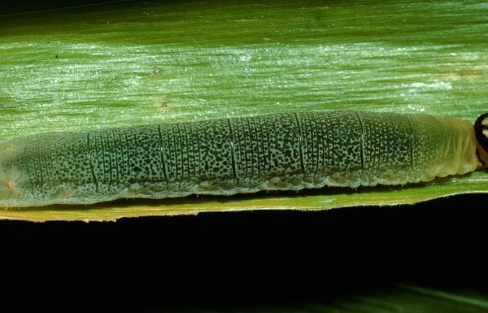 Figura 6. Detalle lateral y dorsal <i>Vettius pica</i> (Hesperiidae). (03-SRNP-10039-DHJ74957).