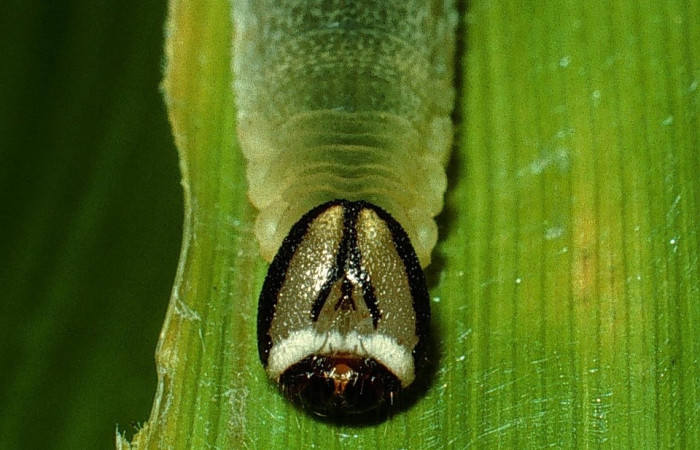 Figura 7. <i>Vettius pica</i> (Hesperiidae). Detalle de cabeza. (03-SRNP-10039- DHJ74958).