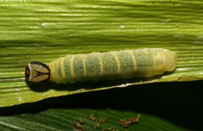 Figura 12. <i>Vettius</i> picaDHJ02 (Hesperiidae). (05-SRNP-33344- DHJ405794).