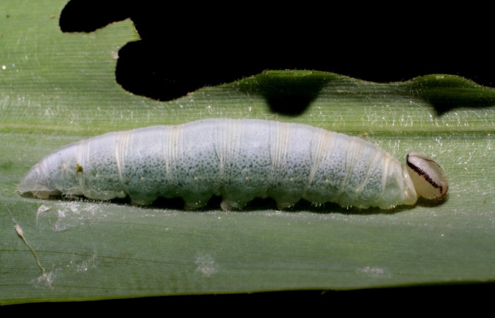 Figura 25.<i>Vettius</i> fantasosDHJ02 (Hesperiidae). (05-SRNP-59283-DHJ408590).