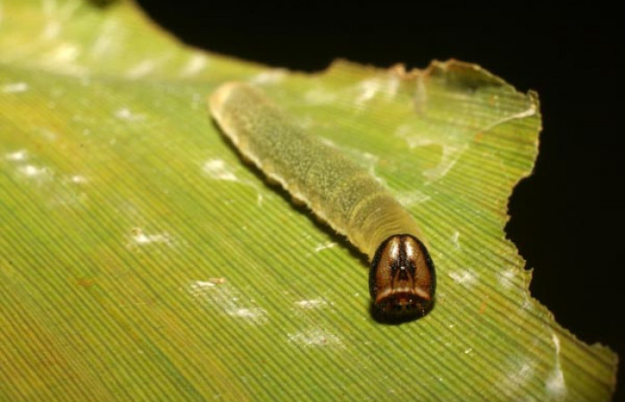 Figura 4. Detalle cabeza, <i>Vettius pica</i> (Hesperiidae). (06-SRNP-42959-DHJ417117).