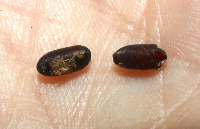 Figura 29. Detalle de parásito, <i>Winthemia</i> Wood21 (Tachinidae), <i>Vettius pica</i> (Hesperiidae). (08- SRNP-72297-DHJ462808).