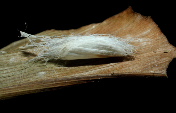 Figura 31. Detalle de parásito, <i>Alphomelon</i> Deans30 (Braconidae), <i>Vettius pica</i> (Hesperiidae). (08- SRNP-72533-DHJ462830).