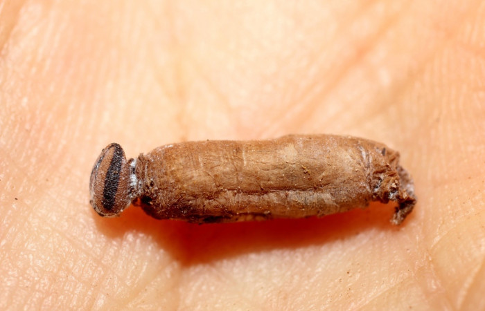 Figura 28. Detalle de parásito, <i>Microcharops</i> MIC-66 (Ichneumonidae), <i>Vettius pica</i> (Hesperiidae). (13-SRNP-41381-DHJ499124).