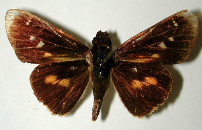 Figura 27. Adulto (macho), <i>Vettius fantasos</i> (Hesperiidae). (93-SRNP-7126- DHJ32879).