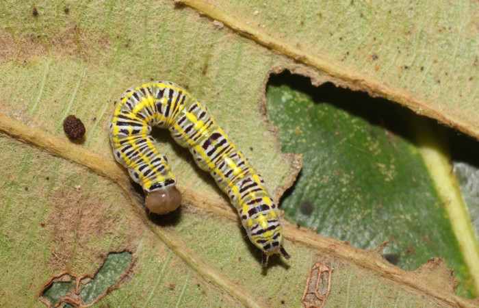 Larva en posición dorsal de <i>Xenorma</i> cytherisDHJ01 (Notodontidae), U estadio. Sector San Cristóbal, Puente Palma. Voucher 17-SRNP-1900-DHJ704691.jpg.