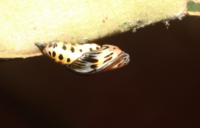  Pupa en posición lateral de <i>Xenorma</i> cytherisDHJ01 (Notodontidae). Sector San Cristóbal, Puente Palma. Voucher 17-SRNP-1901-DHJ704710.jpg.