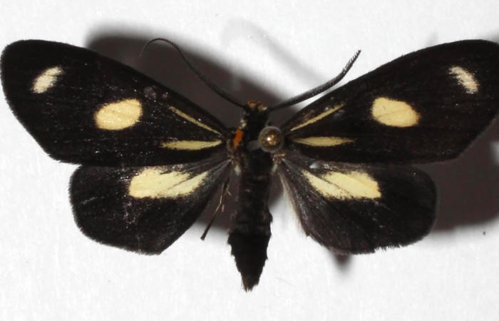  Adulto en posición dorsal de <i>Xenorma</i> cytherisDHJ01 (Nolidae).  Sector San Cristóbal, Puente Palma. Voucher 17-SRNP-1931-DHJ933160.