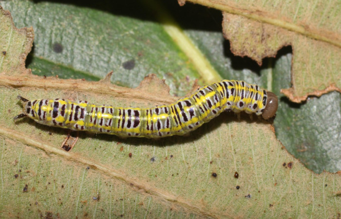  Larva en posición dorsal de <i>Xenorma</i> cytherisDHJ01 (Notodontidae), U estadio. Sector San Cristóbal, Puente Palma. Voucher 17-SRNP-1900-DHJ704693.jpg.