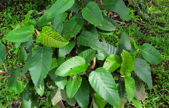  Juvenil de <i>Coussapoa nymphaeifolia</i> (Urticaceae), planta hospedera de <i>Xenorma</i> cytherisDHJ01 (Notodontidae). Sector San Cristóbal, Estación Biológica San Gerardo. Foto, Elda Araya. 2 Julio 2021.
