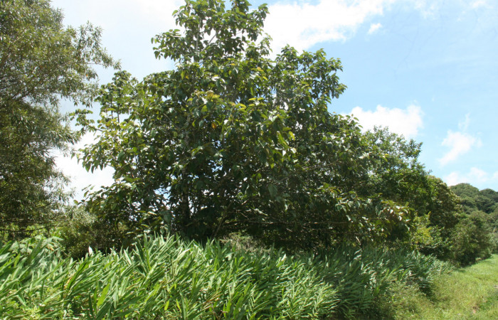  Árbol de <i>Coussapoa nymphaeifolia</i> (Urticaceae), planta hospedera de <i>Xenorma</i> cytherisDHJ01 (Notodontidae). Sector San Cristóbal, Estación Biológica San Gerardo. Foto, Elda Araya. 2 Julio 2021.
