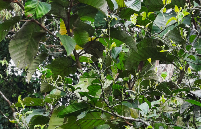  Arbusto de <i>Coussapoa nymphaeifolia</i> (Urticaceae), planta hospedera de <i>Xenorma</i> cytherisDHJ01 (Notodontidae). Sector San Cristóbal, Estación Biológica San Gerardo. Foto, Elda Araya. 2 Julio 2021.

