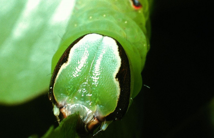 Figura 1. Larva <i>Hapigia repandens</i> (Notodontidae), color verde último estadio, posición frontal y tórax, mide 53 mm aproximadamente. Planta hospedera <i>Machaerium seemannii</i> (Fabaceae). Voucher: 03-SRNP-11901-DHJ75984.jpg.