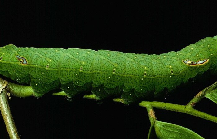 Figura 11. Larva <i>Hapigia</i>repandensDHJ01 (Notodontidae), color verde último estadio, posición lateral, mide 53 mm aproximadamente. Planta hospedera <i>Machaerium seemannii</i> (Fabaceae). Voucher: 93-SRNP-7065-DHJ27162.jpg